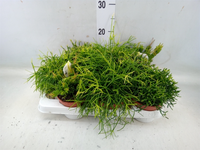 <h4>Rhipsalis   ...mix</h4>