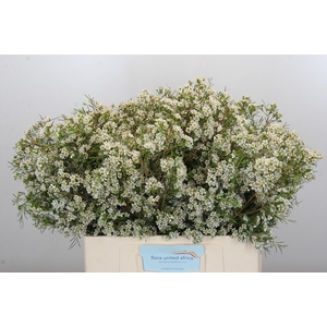 Chamelaucium Blizzard