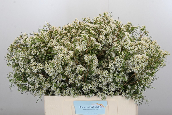 <h4>Chamelaucium Blizzard</h4>