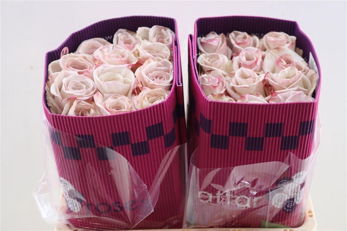 <h4>R Gr Aly (parfum)</h4>