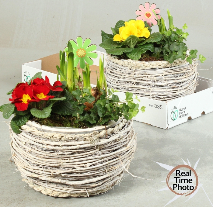 <h4>ARR TUINPLANTEN</h4>