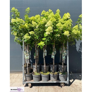 Hydrangea pan. Limelight 27Ø 190cm 8fl