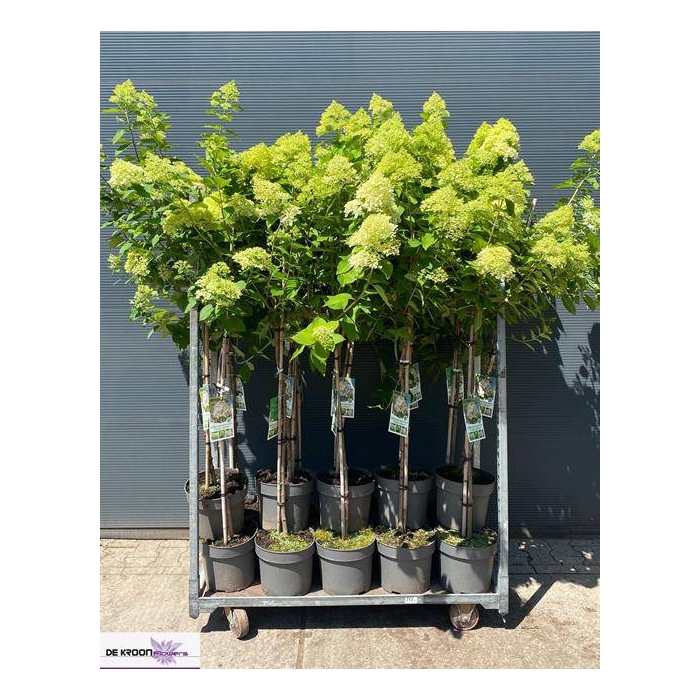<h4>Hydrangea pan. Limelight 27Ø 190cm 8fl</h4>
