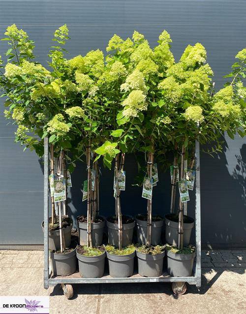 Hydrangea pan. Limelight 27Ø 190cm 8fl
