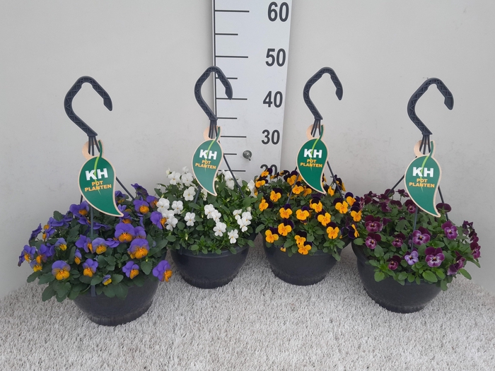 <h4>VIO CO MIXK</h4>