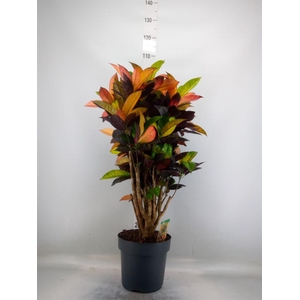 Codiaeum var. KL 'Mrs Iceton'