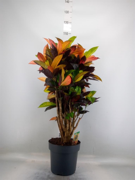 <h4>Codiaeum var. KL 'Mrs Iceton'</h4>