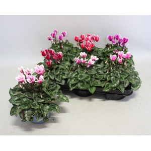 Cyclamen Super Serie Fuji mix