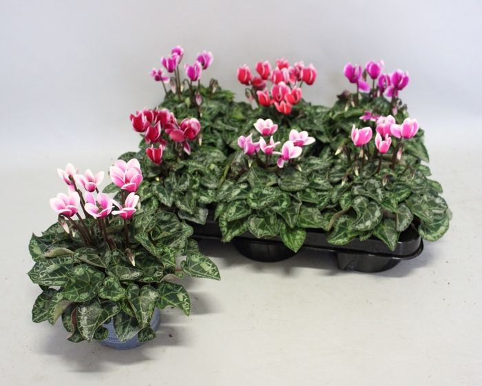 <h4>Cyclamen Super Serie Fuji mix</h4>