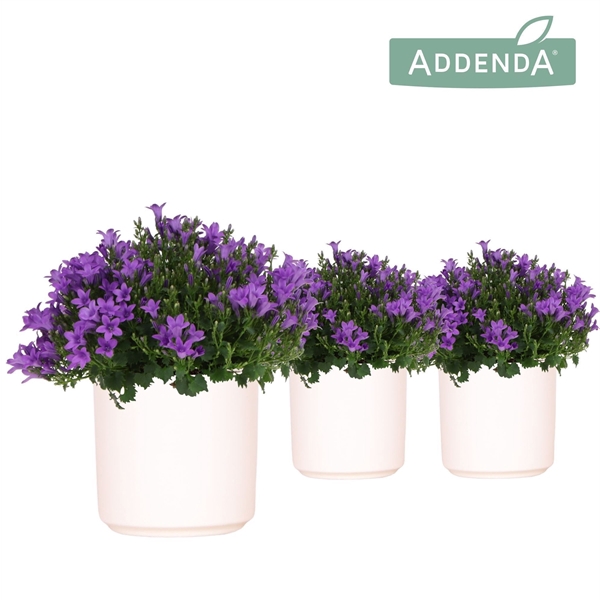 <h4>Campanula Addenda Ambella Intense purple in Simplicity pot white</h4>