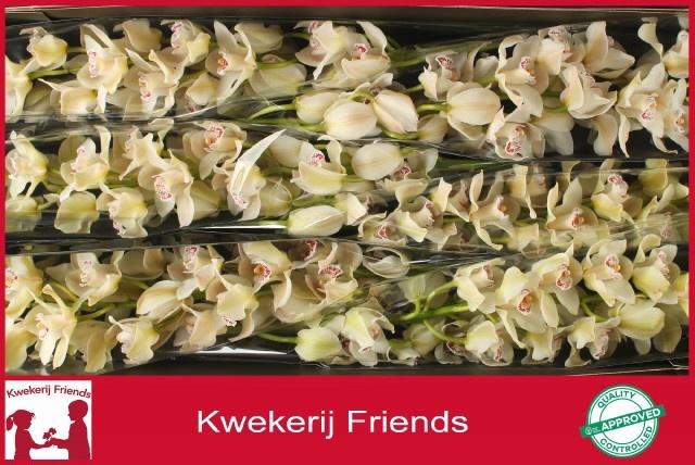 <h4>CYMB T CASCADE</h4>