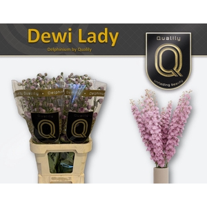Delphinium DU 'Dewi Lady'
