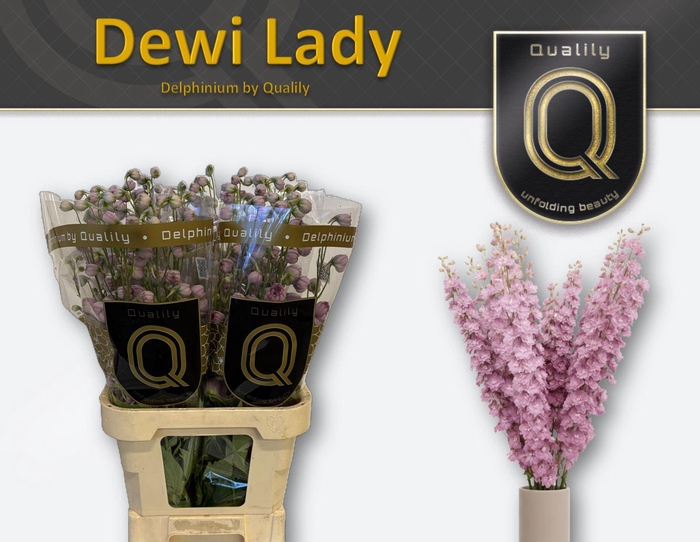 <h4>Delphinium DU 'Dewi Lady'</h4>