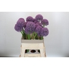 Allium Grootbloemig