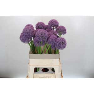 Allium Grootbloemig