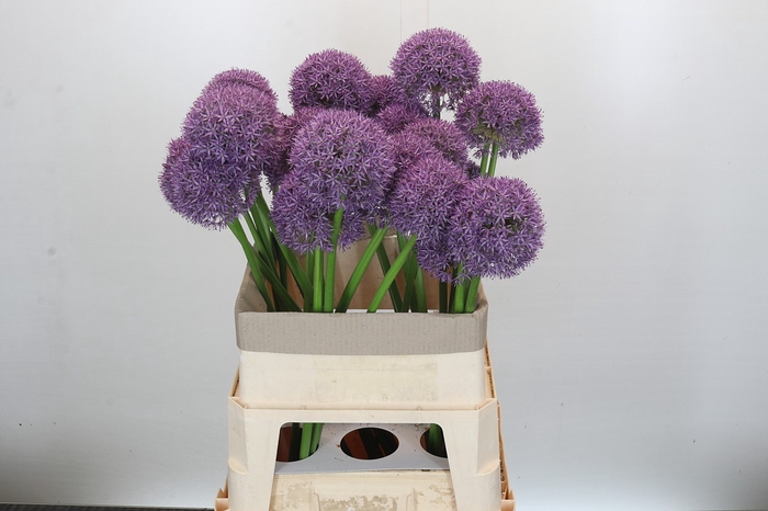 Allium Grootbloemig