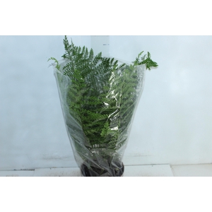 ASPLENIUM PARVATI P17