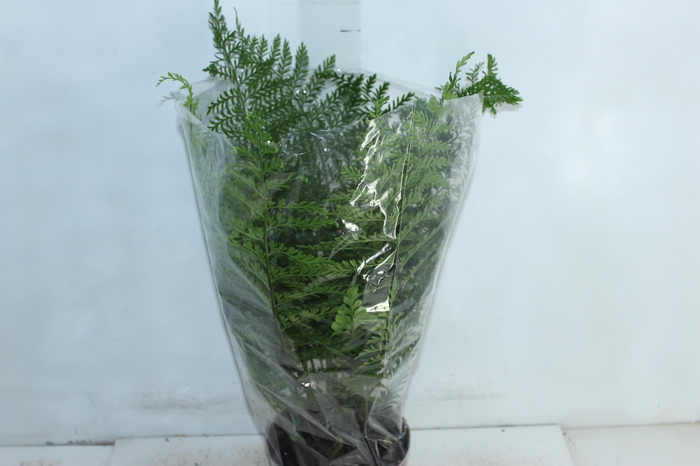 ASPLENIUM PARVATI P17