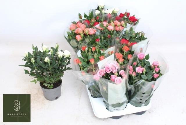 arr8 Ro Kordana Gem 5 Srt