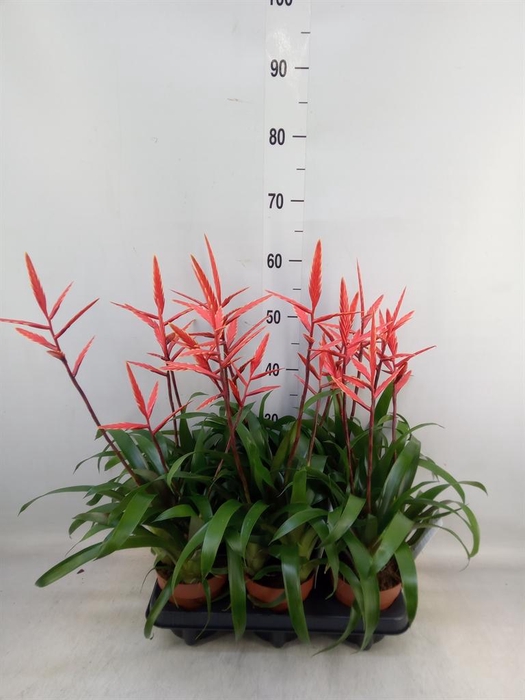 <h4>Vriesea 'Elan'</h4>