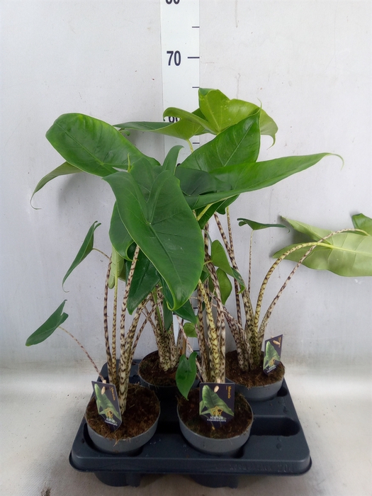 <h4>Alocasia zebrina</h4>
