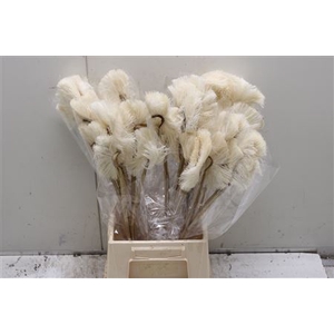 Crane Bird Bleached