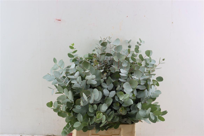 <h4>Euca Cinerea Short 150gr South Africa P Bunch</h4>