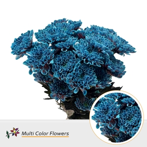 Chr T Altaj Terra Blue