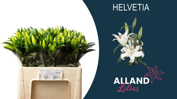 <h4>Li Or Helvetia</h4>