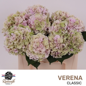 HYDR M CH VERENA CL