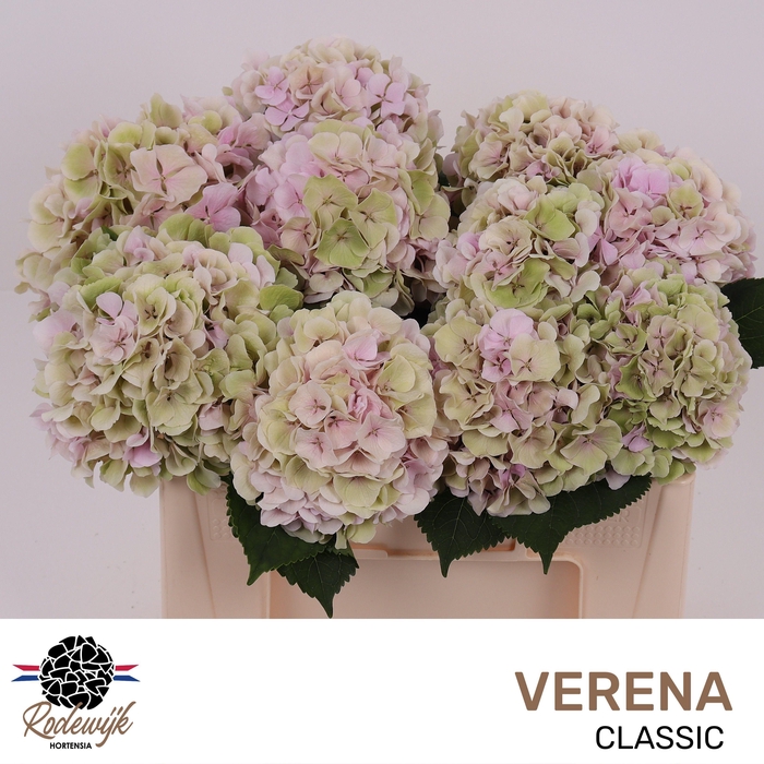 <h4>HYDR M CH VERENA CL</h4>