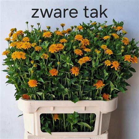 <h4>Heliopsis Helian Asahi</h4>