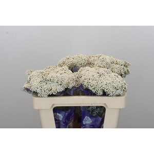 Ozothamnus Cooks Snow White