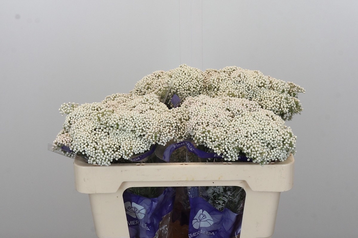 <h4>Ozothamnus Cooks Snow White</h4>
