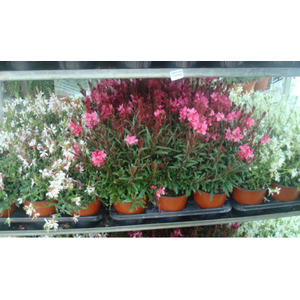 Gaura lindheimeri overig
