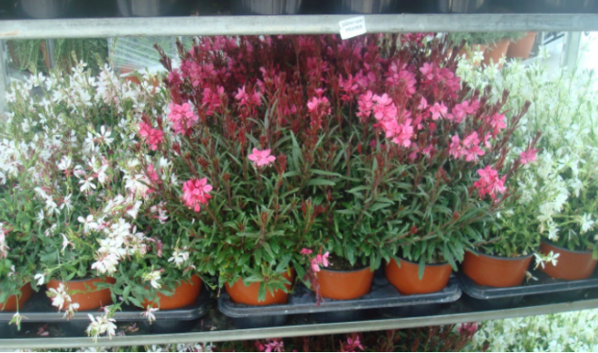 <h4>Gaura lindheimeri overig</h4>