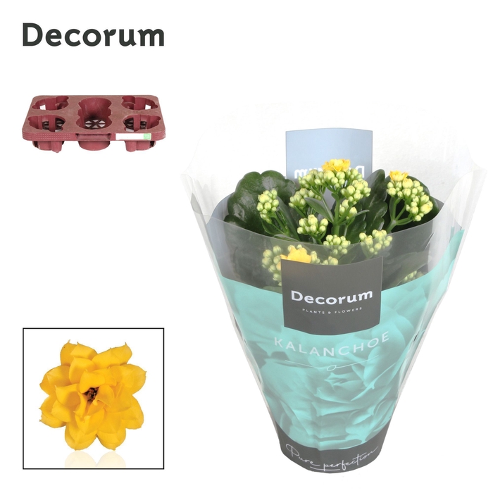 <h4>Kalanchoe Decorum - Yellow</h4>