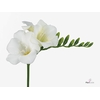 Fr En Wonderful White