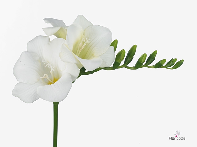 Fr En Wonderful White