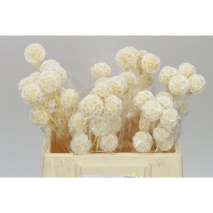Dried Scabiosa Bleach