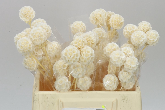 <h4>Dried Scabiosa Bleach</h4>