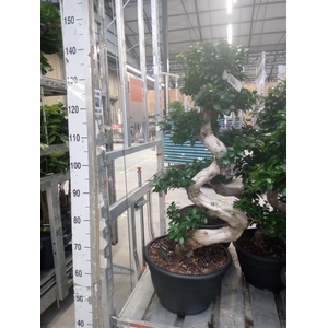 Ficus microcarpa 'Ginseng'