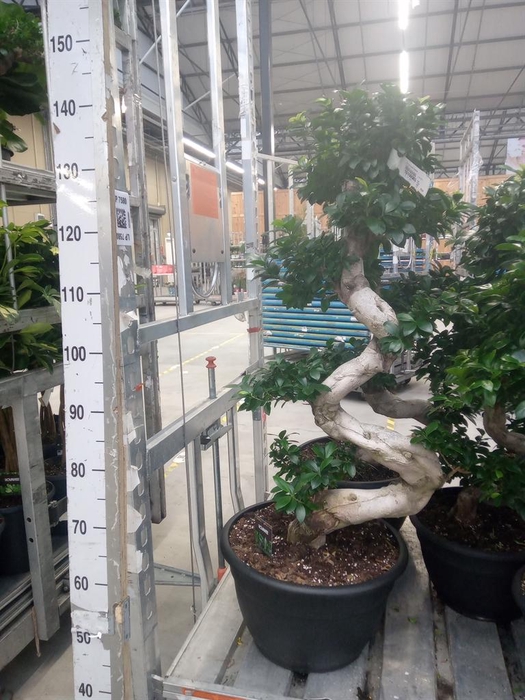 <h4>Ficus microcarpa 'Ginseng'</h4>