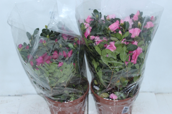 <h4>AZALEIA P20</h4>