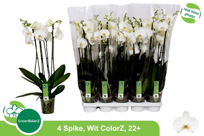 <h4>PHAL OV WIT</h4>