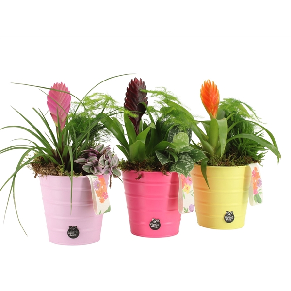 <h4>31493: Color circus arrangement</h4>