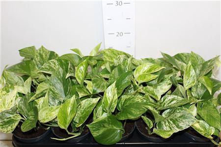 <h4>Epipr Marble Queen</h4>