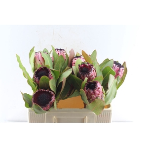 Protea Early Mountain Queen