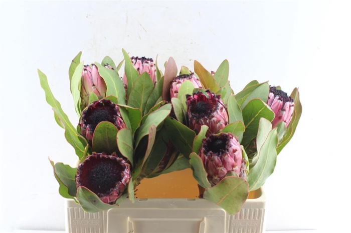 <h4>Protea Early Mountain Queen</h4>