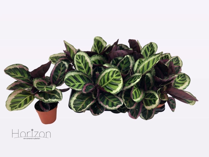 <h4>Calathea overig</h4>